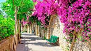 Jak pěstovat yudino strom doma